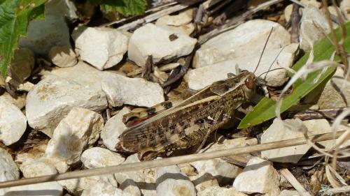 Calliptamus sp.